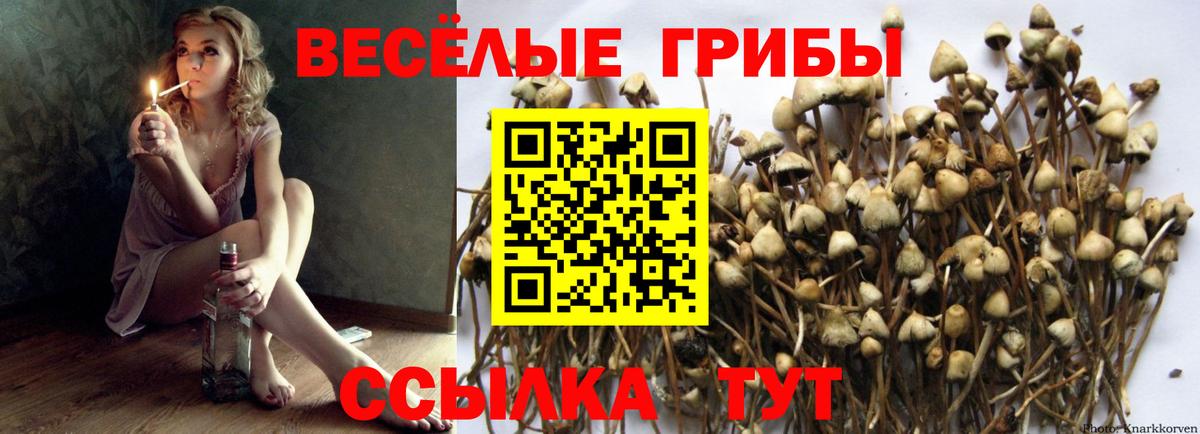 Галлюциногенные грибы прущие грибы  Вход с VPN  Псилоцибиновые грибы Psilocybine cubensis  Кизилюрт 